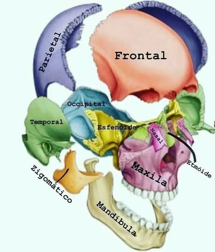 What bone is cranial?