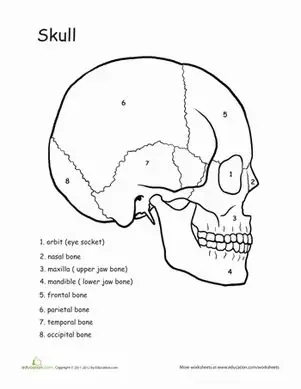 What is the Proper Name for the Cranium?