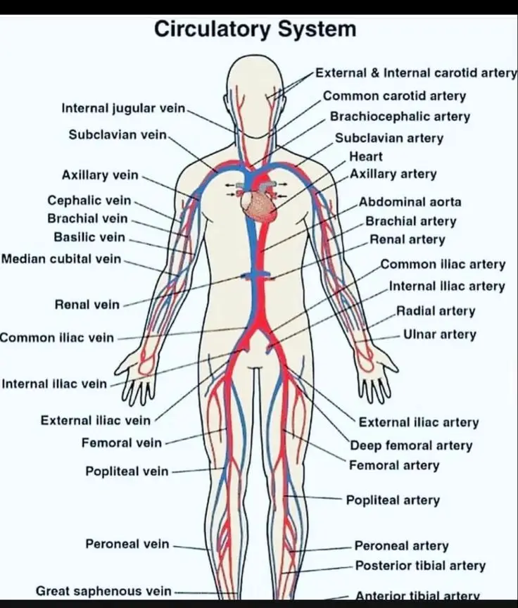 labeled arteries and veins