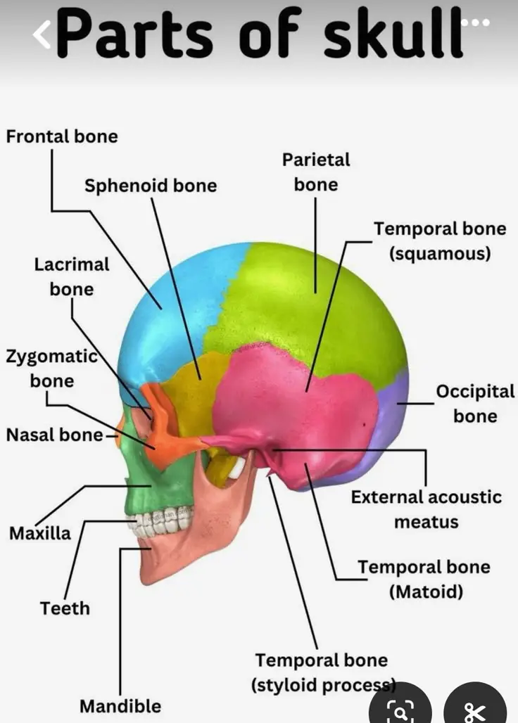 Is it Cranial or Cranium? | Complete Guide to Cranial Anatomy