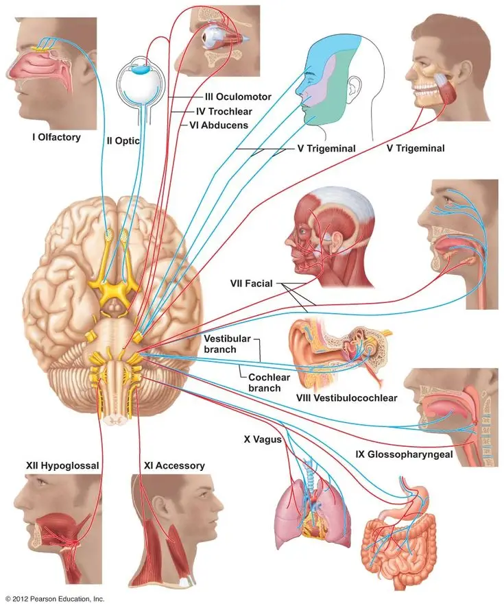 🧠 Understanding the 12 Cranial Nerves: Anatomy, Functions, and Clinical Relevance