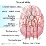 "Labeled diagram of the Circle of Willis showing brain arteries from bottom view, including anterior cerebral artery, posterior communicating artery, basilar artery, and vertebral artery – brain blood flow anatomy for stroke risk and cerebral circulation education."