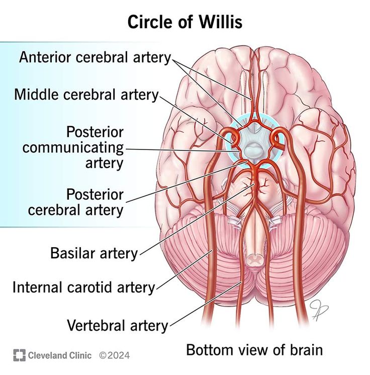 "Labeled diagram of the Circle of Willis showing brain arteries from bottom view, including anterior cerebral artery, posterior communicating artery, basilar artery, and vertebral artery – brain blood flow anatomy for stroke risk and cerebral circulation education."