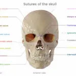 "Anterior view of human skull showing labeled sutures including coronal, metopic, frontonasal, sphenoparietal, frontozygomatic, temporozygomatic, sphenozygomatic, zygomaticomaxillary, and other cranial sutures – anatomy diagram for medical and educational use."
