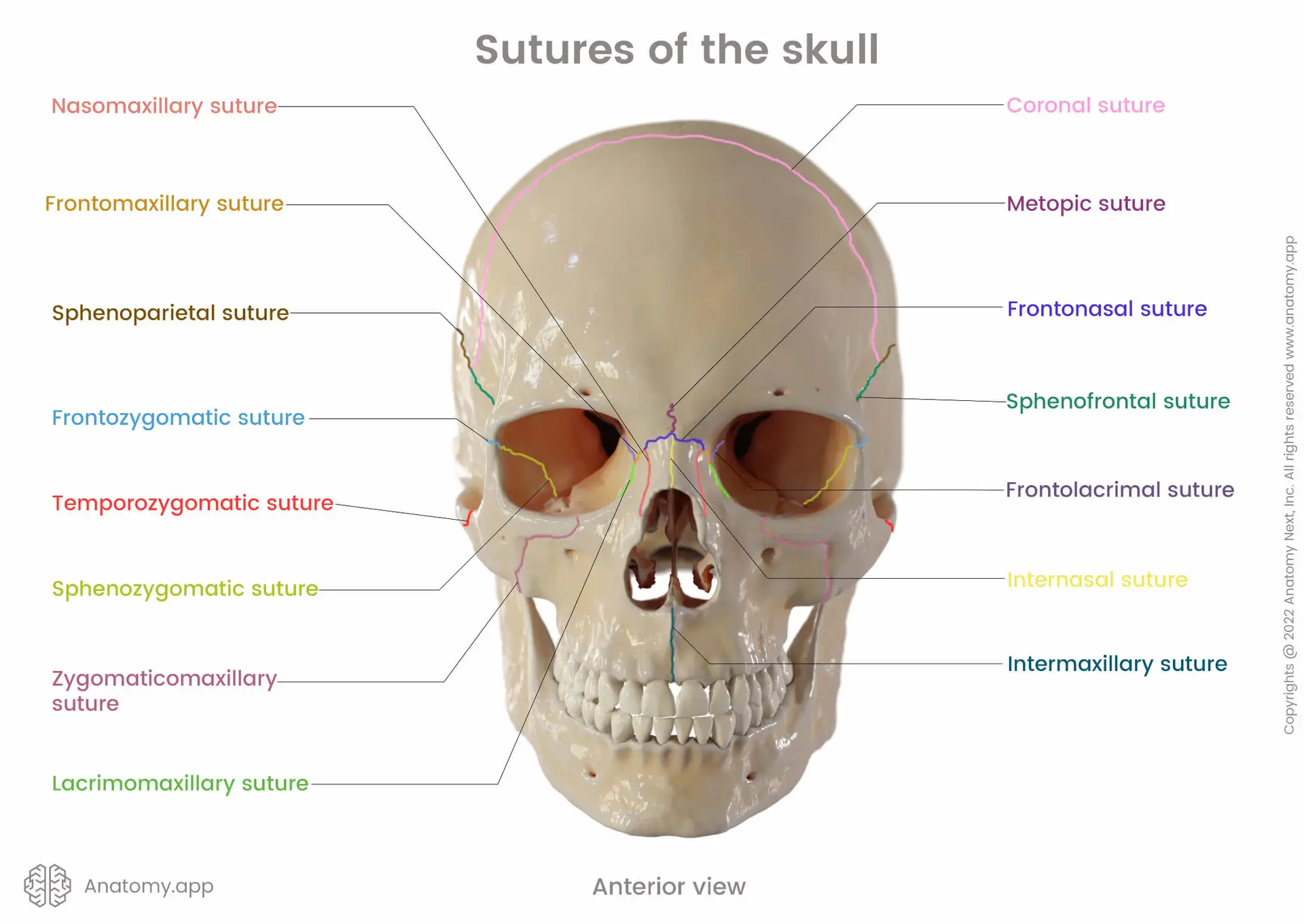 "Anterior view of human skull showing labeled sutures including coronal, metopic, frontonasal, sphenoparietal, frontozygomatic, temporozygomatic, sphenozygomatic, zygomaticomaxillary, and other cranial sutures – anatomy diagram for medical and educational use."