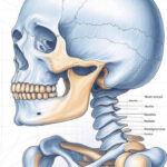 "Detailed anatomical illustration of human skull showing neurocranium and viscerocranium divisions with labeled cranial bones including frontal, parietal, temporal, maxilla and mandible"
